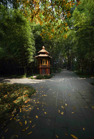 Autumn leavesのeditorial素材