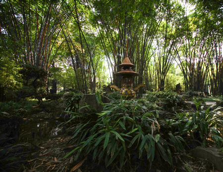 bamboo forestの写真素材