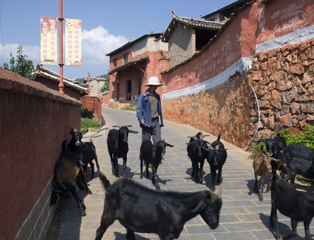 shepherdのeditorial素材