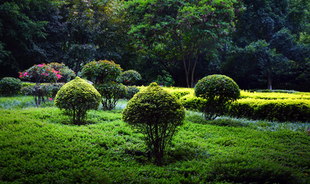 trees in gardenの写真素材