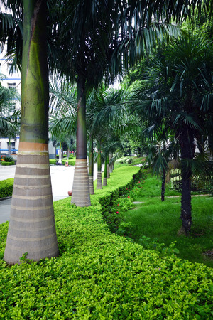 trees in campusの写真素材