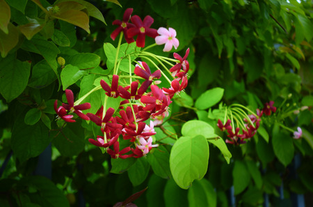 red flowersの写真素材