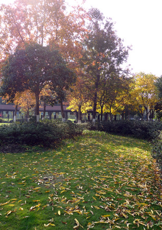 deciduous