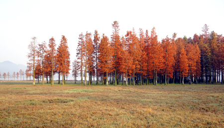 Metasequoia forestのeditorial素材