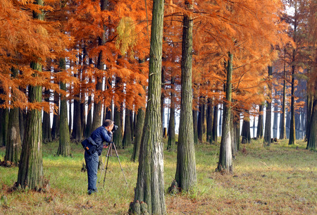 Metasequoia forestのeditorial素材