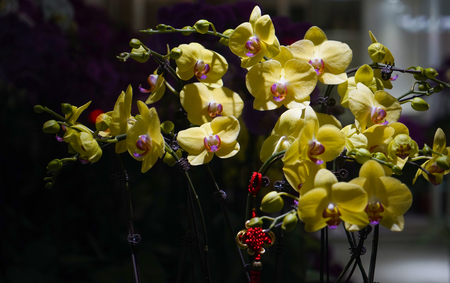 orchidの写真素材