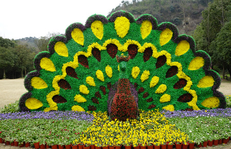 Peacock flowerのeditorial素材