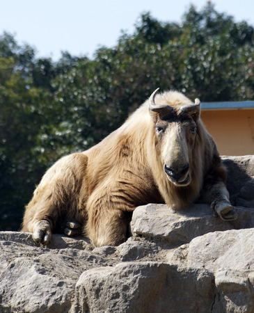 Golden Camel cattleの写真素材