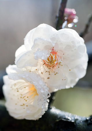 plum scorch virusの写真素材