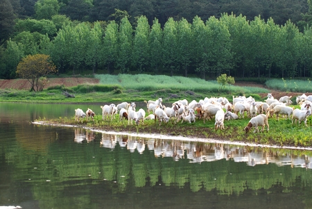 flock of sheepの写真素材