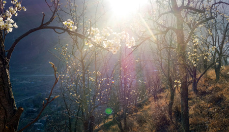 jinchuan flower bloomingの写真素材