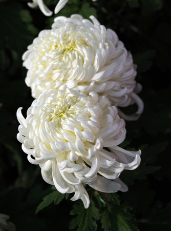 chrysanthemumの写真素材