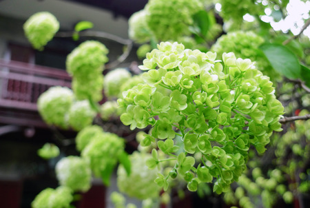 Viburnumの写真素材