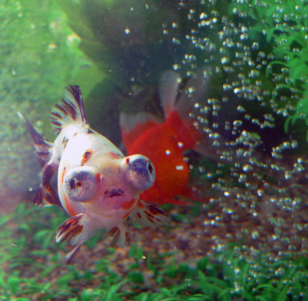 goldfishの写真素材