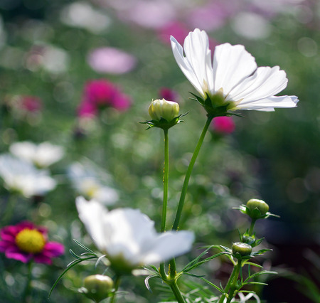 galsang flowerの写真素材