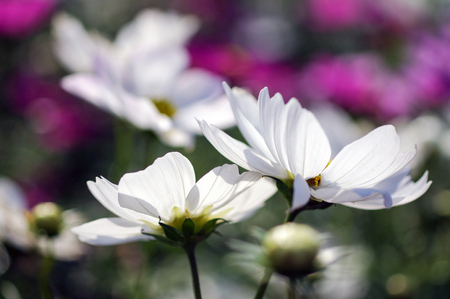 galsang flowerの写真素材