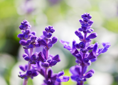 Purple Sageの写真素材