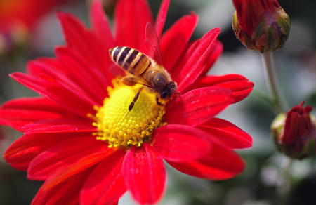 Picking Chrysanthemumの写真素材