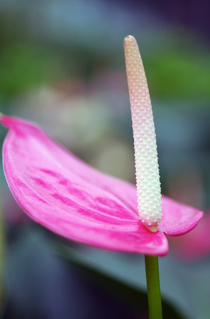 Anthuriumの写真素材