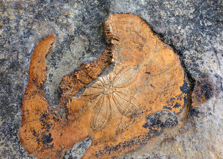 Animal fossilの写真素材