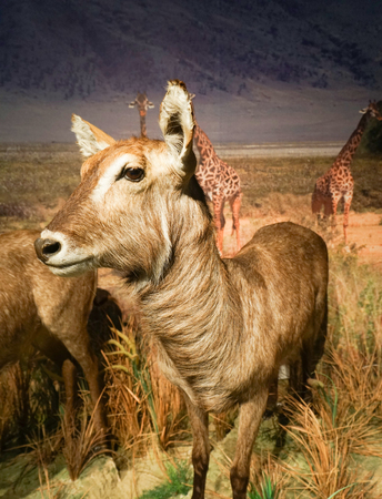 Sinomegacerosのeditorial素材