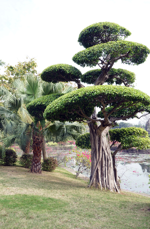 Landscape treeのeditorial素材