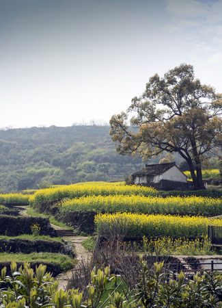 spring sceneryのeditorial素材