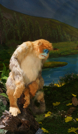 Golden Monkey sculpture close up viewの写真素材