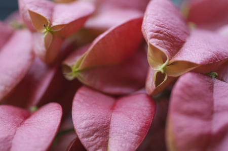 Close up view of fig flower's petalの写真素材