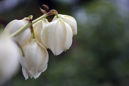 Yucca flowers close up viewの写真素材