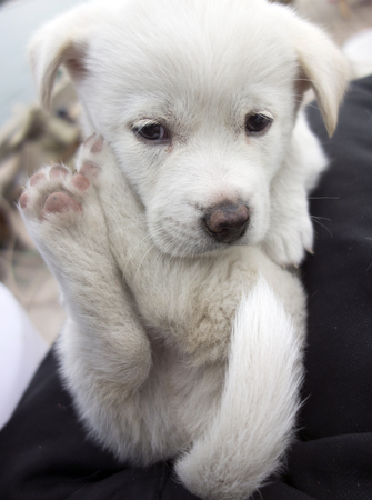 white puppyの写真素材