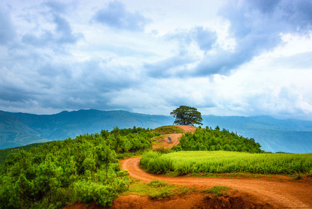 Great dragon tree landscape viewの写真素材