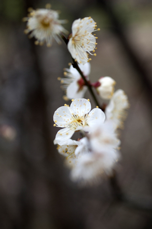 Cherry blossomの写真素材