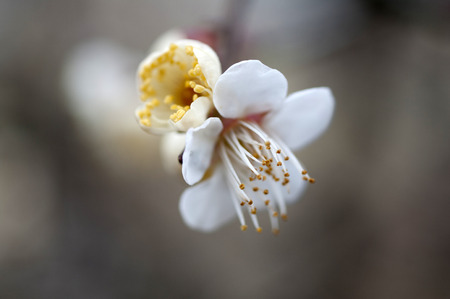 Cherry blossomの写真素材