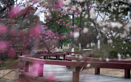 plum blossoms in a parkの写真素材