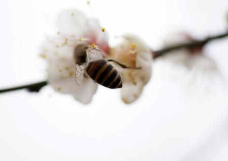 Cherry blossom