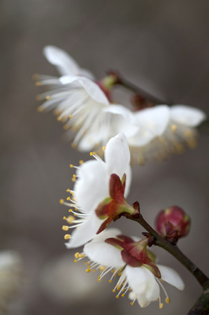 Cherry blossomの写真素材