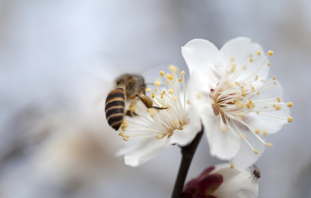 Cherry blossomの写真素材