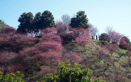Green plants and blossoming trees in a parkのeditorial素材