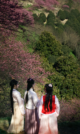 Women in traditional chinese costume in a cherry blossom parkのeditorial素材