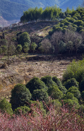 Trees on land and hillの写真素材