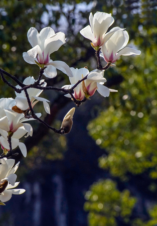 Chinese magnoliaの写真素材