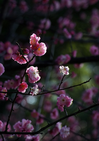 Peach blossomの写真素材