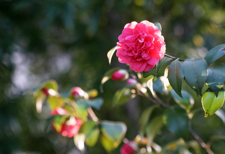 Peonyの写真素材
