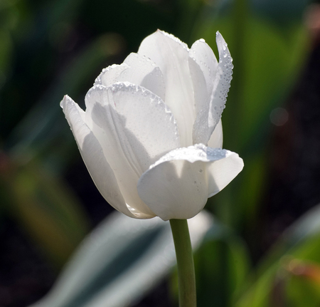 White tulipsの写真素材