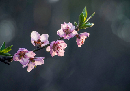peach blossomの写真素材