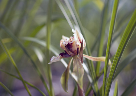 Cymbidium goeringiiの写真素材