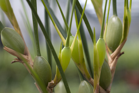 Coffee orchidの写真素材