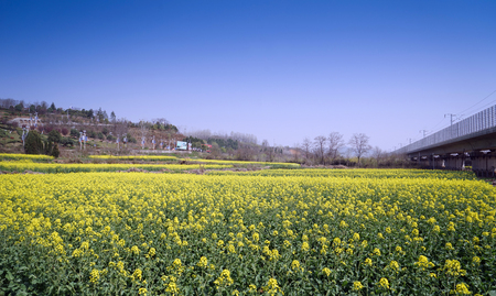 rape flower fieldの写真素材