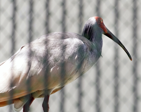 The Crested Ibis